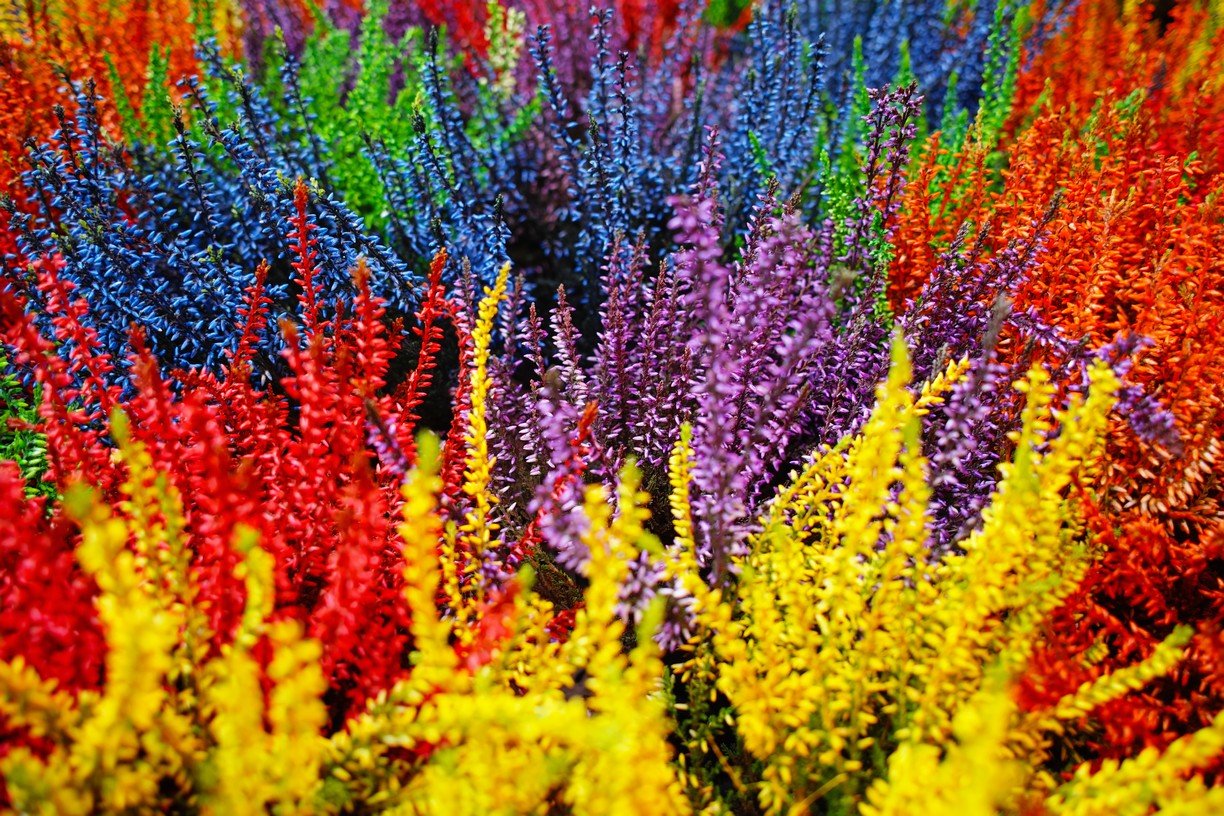 Multicolored blossoming heather (Calluna vulgaris), colorful flowers