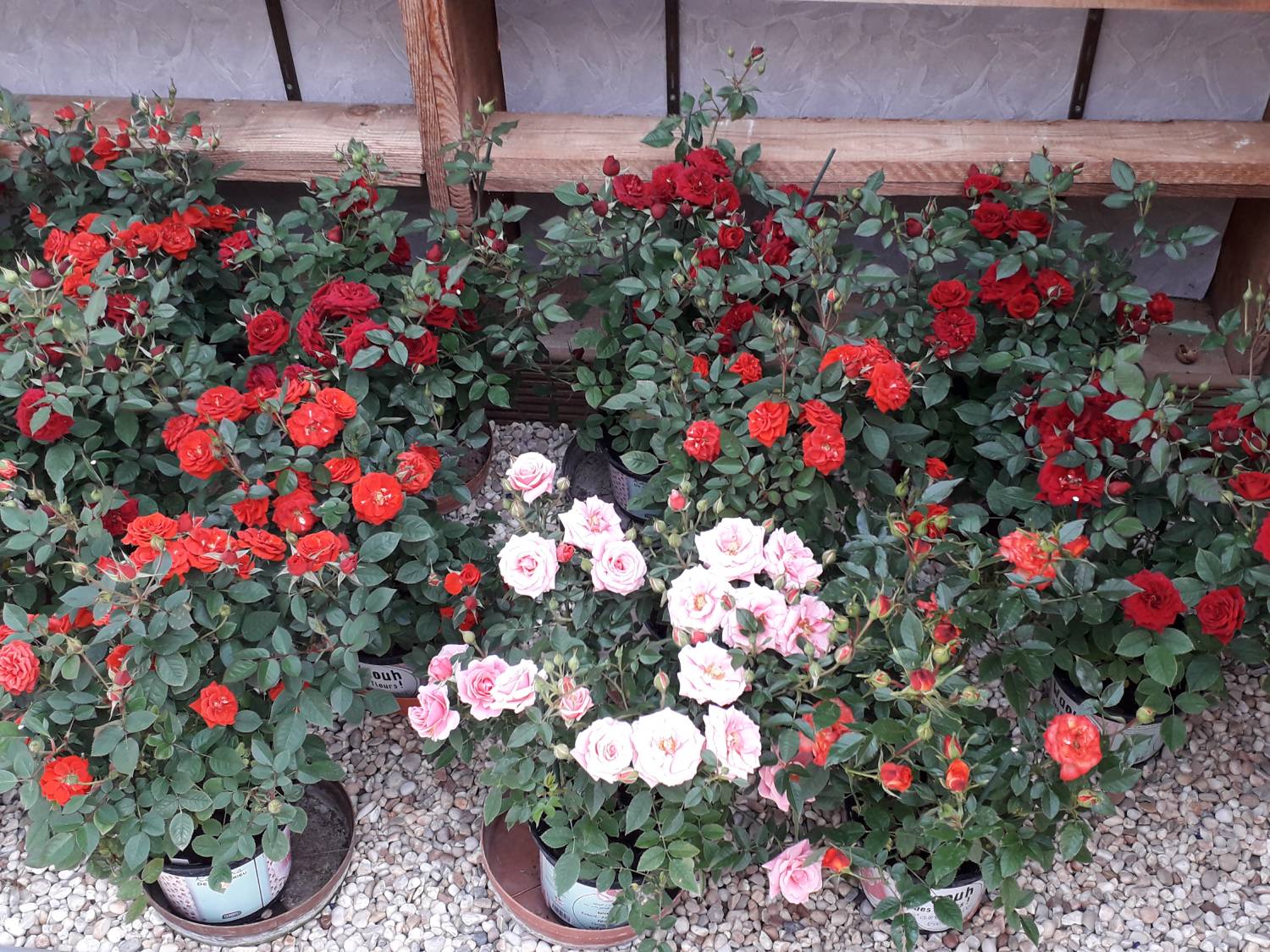 rosiers