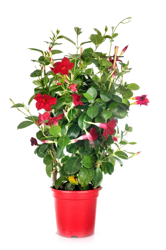 dipladénia_437560230