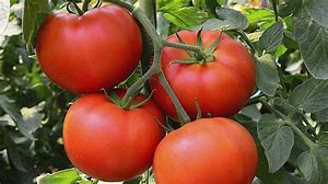 tomates